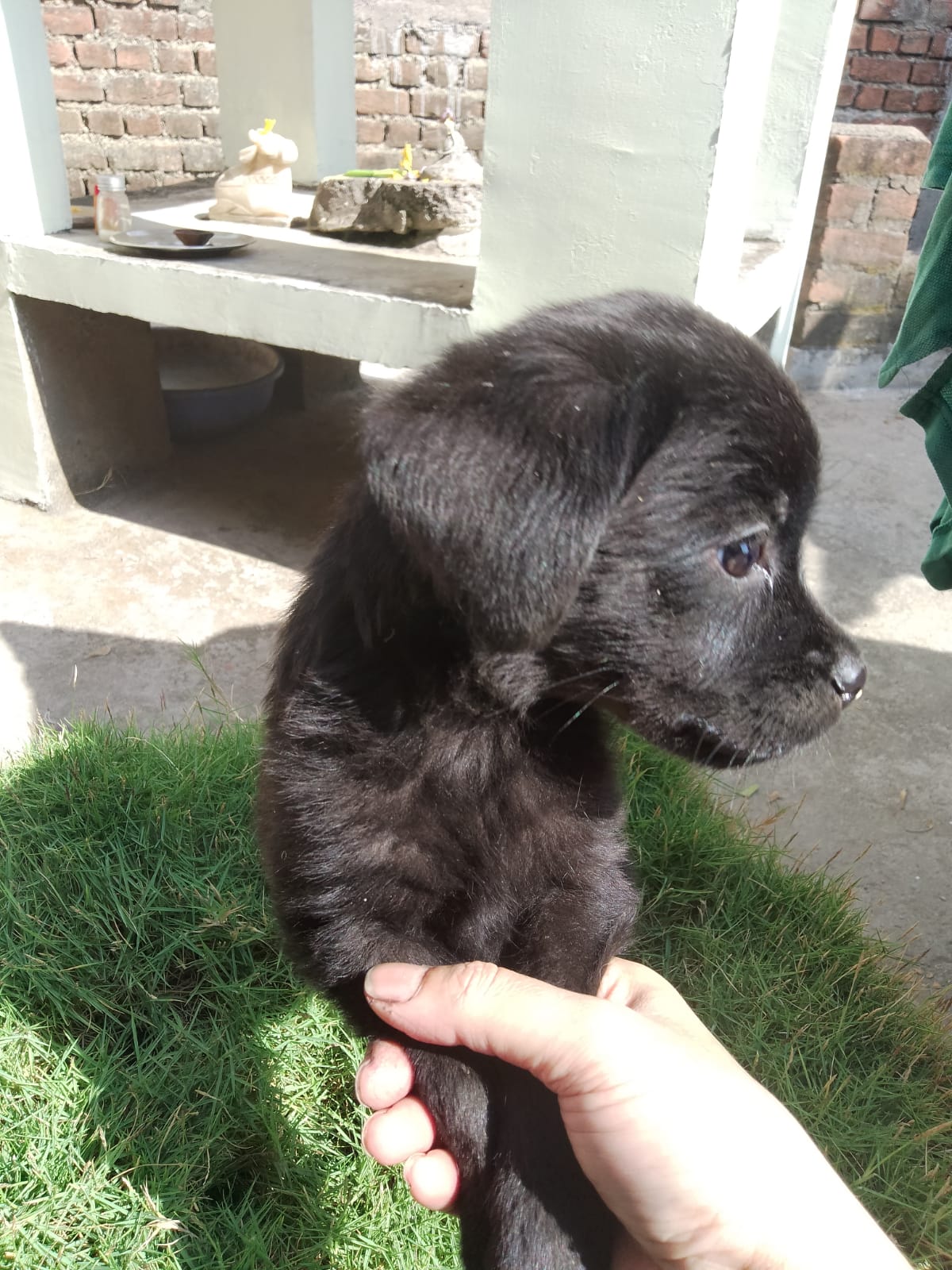 Black healthy female labrador